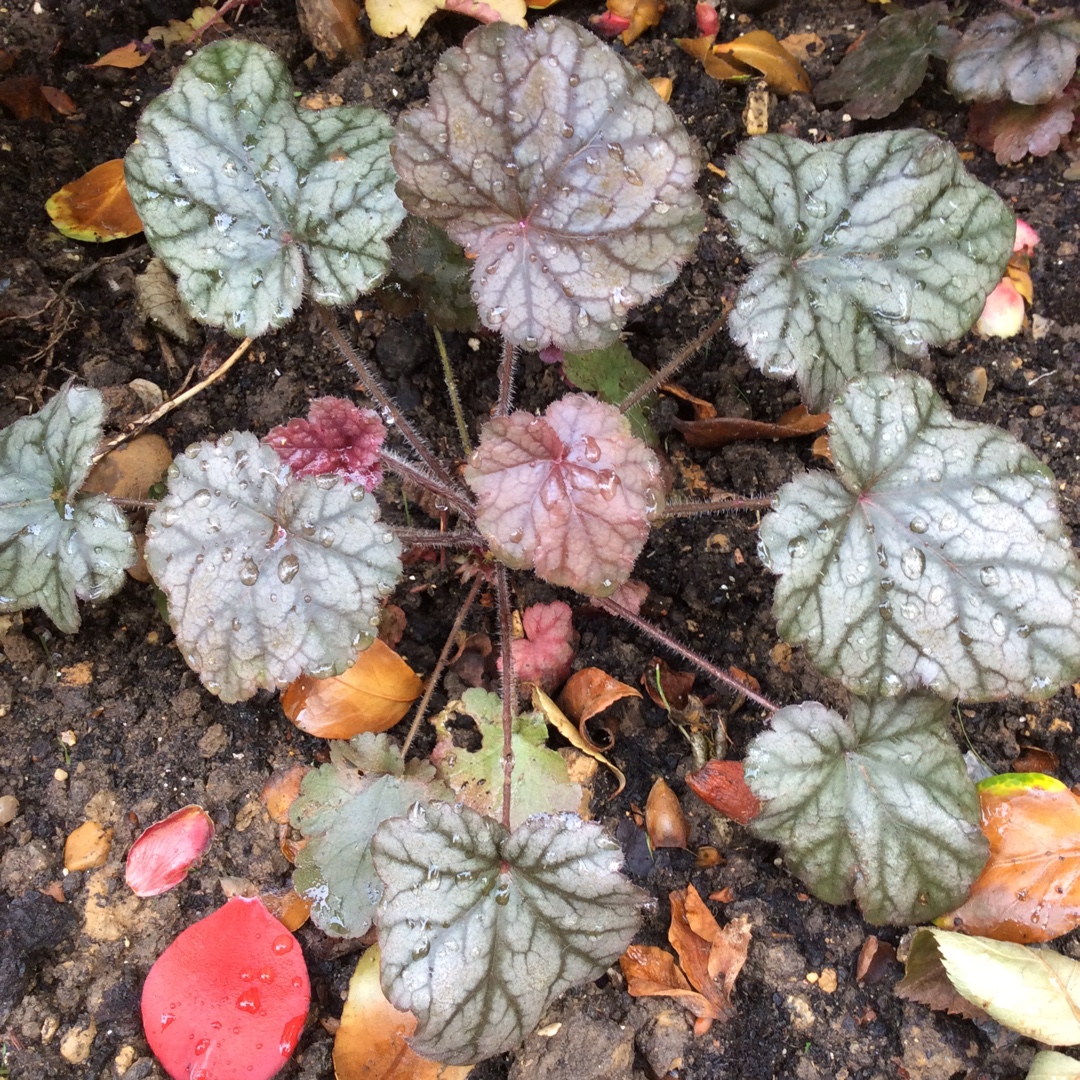 Heuchera Hollywood in the GardenTags plant encyclopedia Alumroot Hollywood in the GardenTags plant encyclopedia