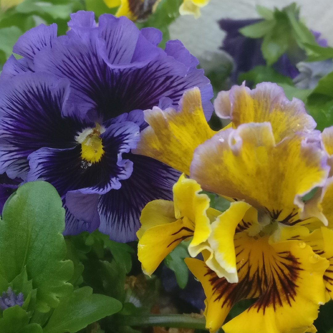 Viola x wittrockiana Can-Can in the GardenTags plant encyclopedia Pansy Can-Can in the GardenTags plant encyclopedia