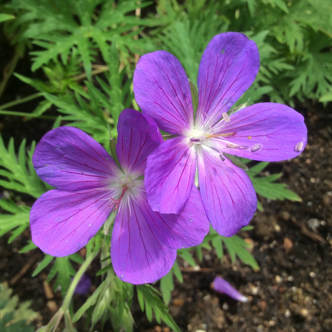 Geranium Nimbus syn.Geranium clarkei x collinum in the GardenTags plant encyclopedia Geranium Nimbus in the GardenTags plant encyclopedia