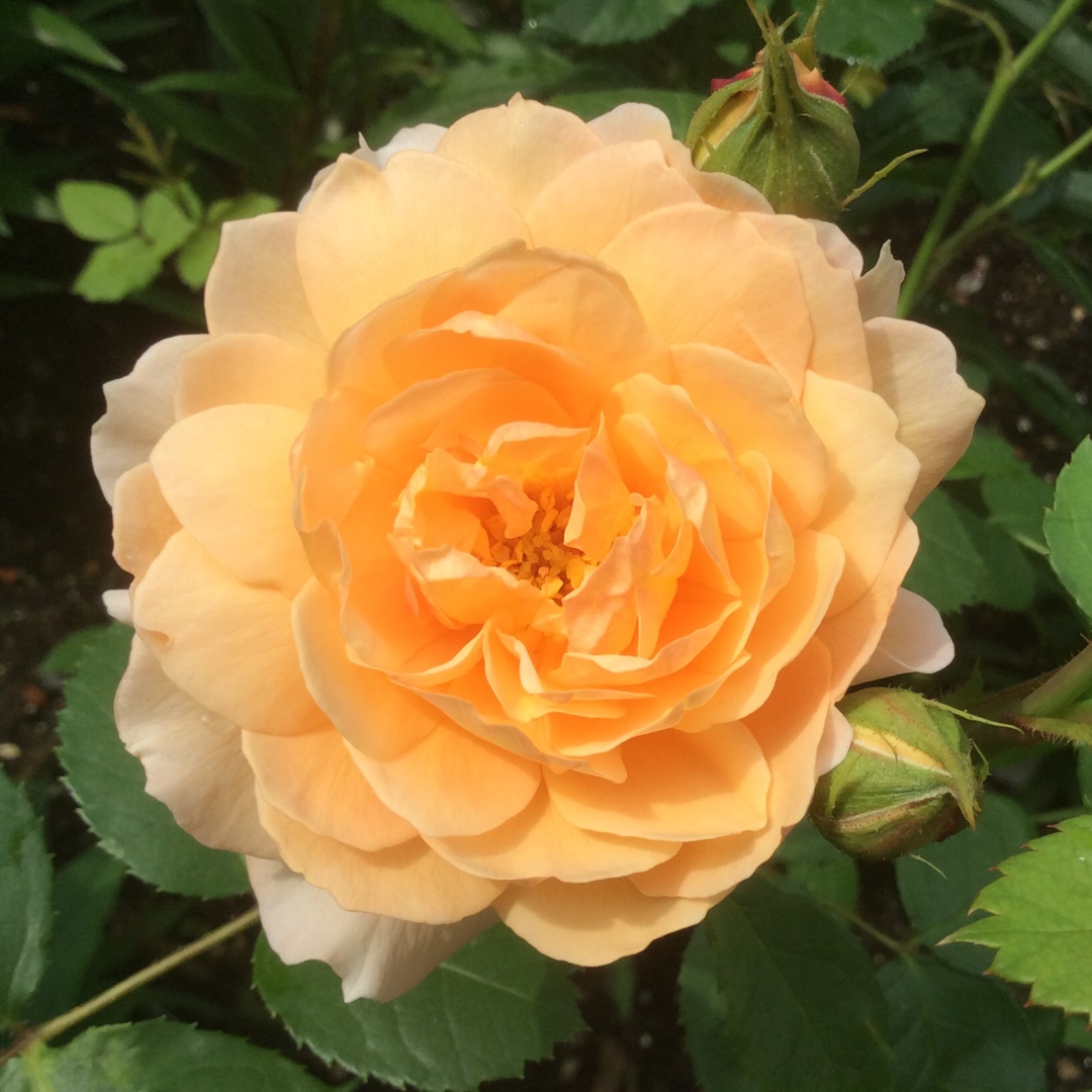 Rose Grace (Shrub) in the GardenTags plant encyclopedia