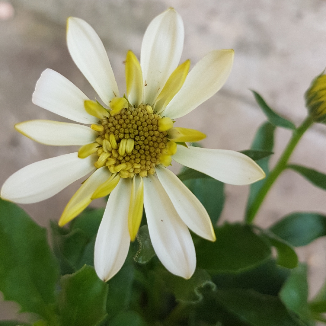 Osteospermum 3D Lemon Ice in the GardenTags plant encyclopedia African Daisy 3D Lemon Ice (3D series) in the GardenTags plant encyclopedia
