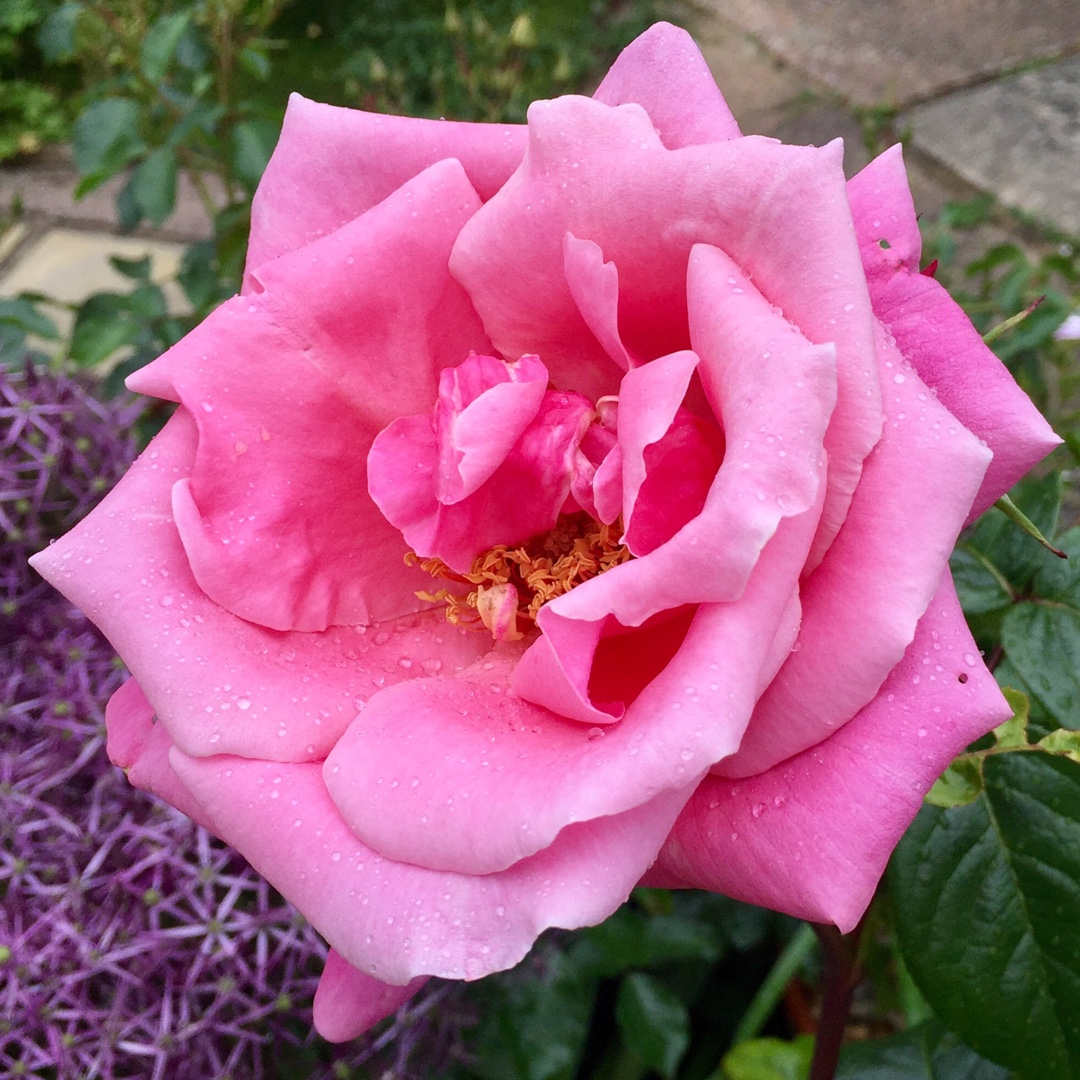 Rosa Irenes Delight in the GardenTags plant encyclopedia Hybrid Tea Rose Irenes Delight in the GardenTags plant encyclopedia