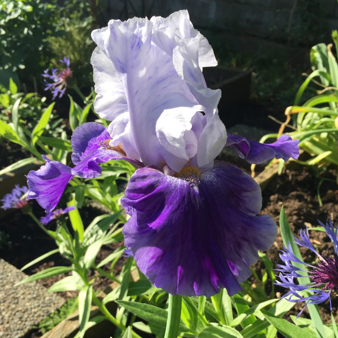 Iris x germanica Snow Melt in the GardenTags plant encyclopedia Bearded Iris Snow Melt (Tall) in the GardenTags plant encyclopedia