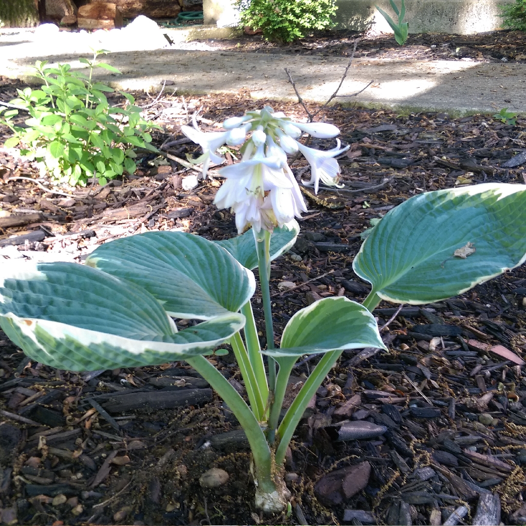 Hosta Barbara Ann in the GardenTags plant encyclopedia Plantain Lily Barbara Ann in the GardenTags plant encyclopedia
