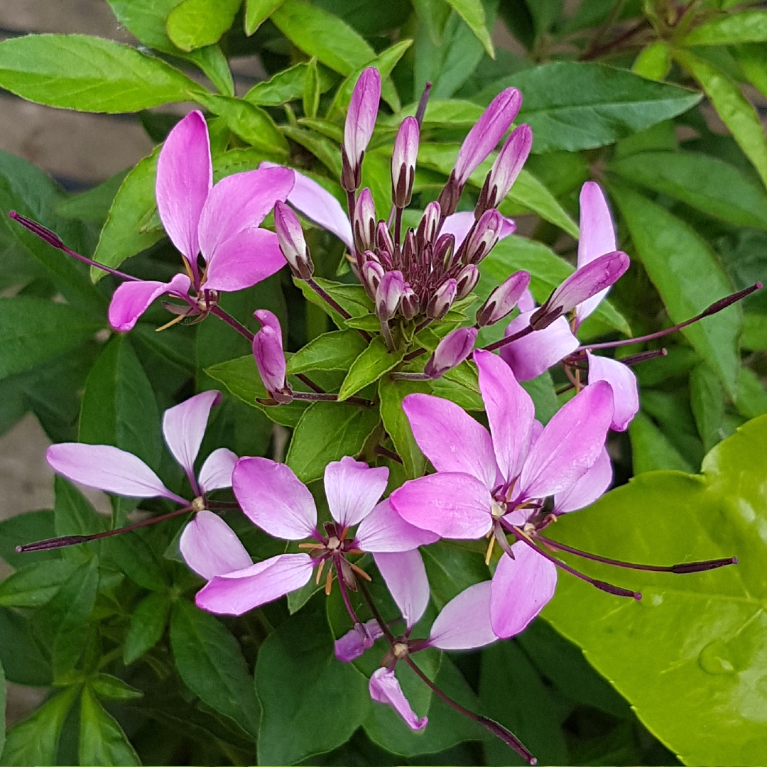Cleome hassleriana Senorita Rosalita in the GardenTags plant encyclopedia CleomeSenorita Rosalita in the GardenTags plant encyclopedia