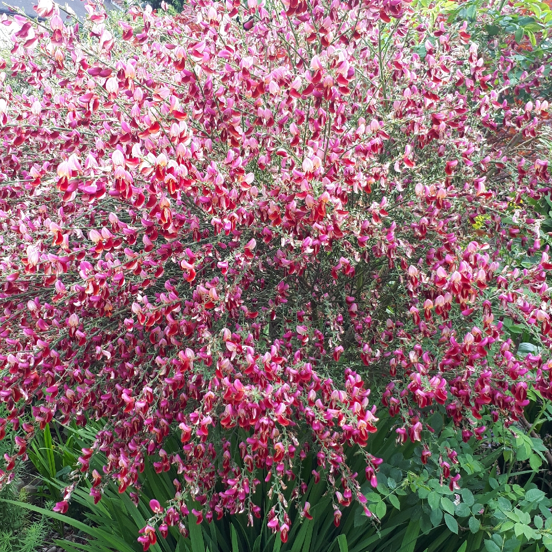 Cytisus x boskoopii Windlesham Ruby syn. Cytisus Windlesham Ruby in the GardenTags plant encyclopedia Broom Windlesham Ruby in the GardenTags plant encyclopedia