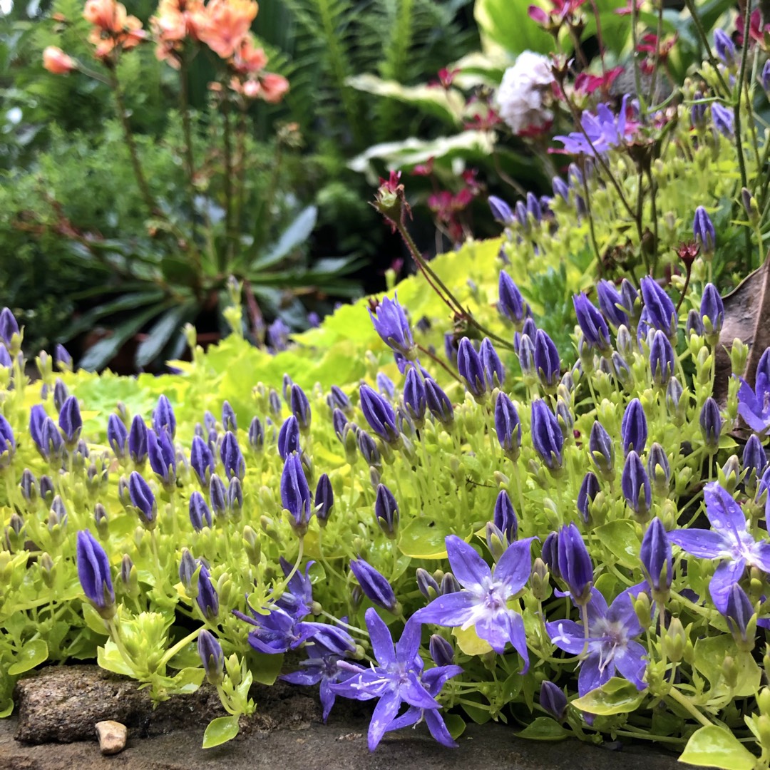 Campanula garganica Dicksons Gold in the GardenTags plant encyclopedia Adriatic bellflower Dicksons Gold in the GardenTags plant encyclopedia