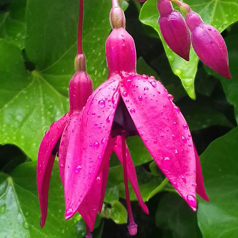 Fuchsia Blackie in the GardenTags plant encyclopedia Fuchsia Blackie in the GardenTags plant encyclopedia