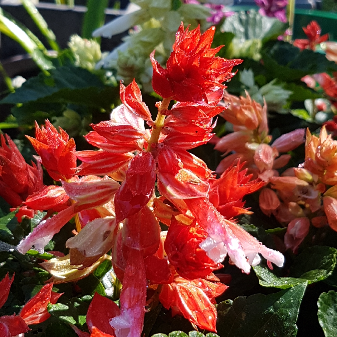 Salvia splendens Salsa Mixed in the GardenTags plant encyclopedia Salvia Salsa Mixed in the GardenTags plant encyclopedia