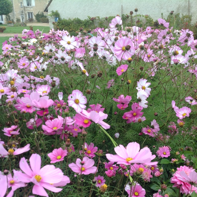 Cosmos in the GardenTags plant encyclopedia Cosmea in the GardenTags plant encyclopedia