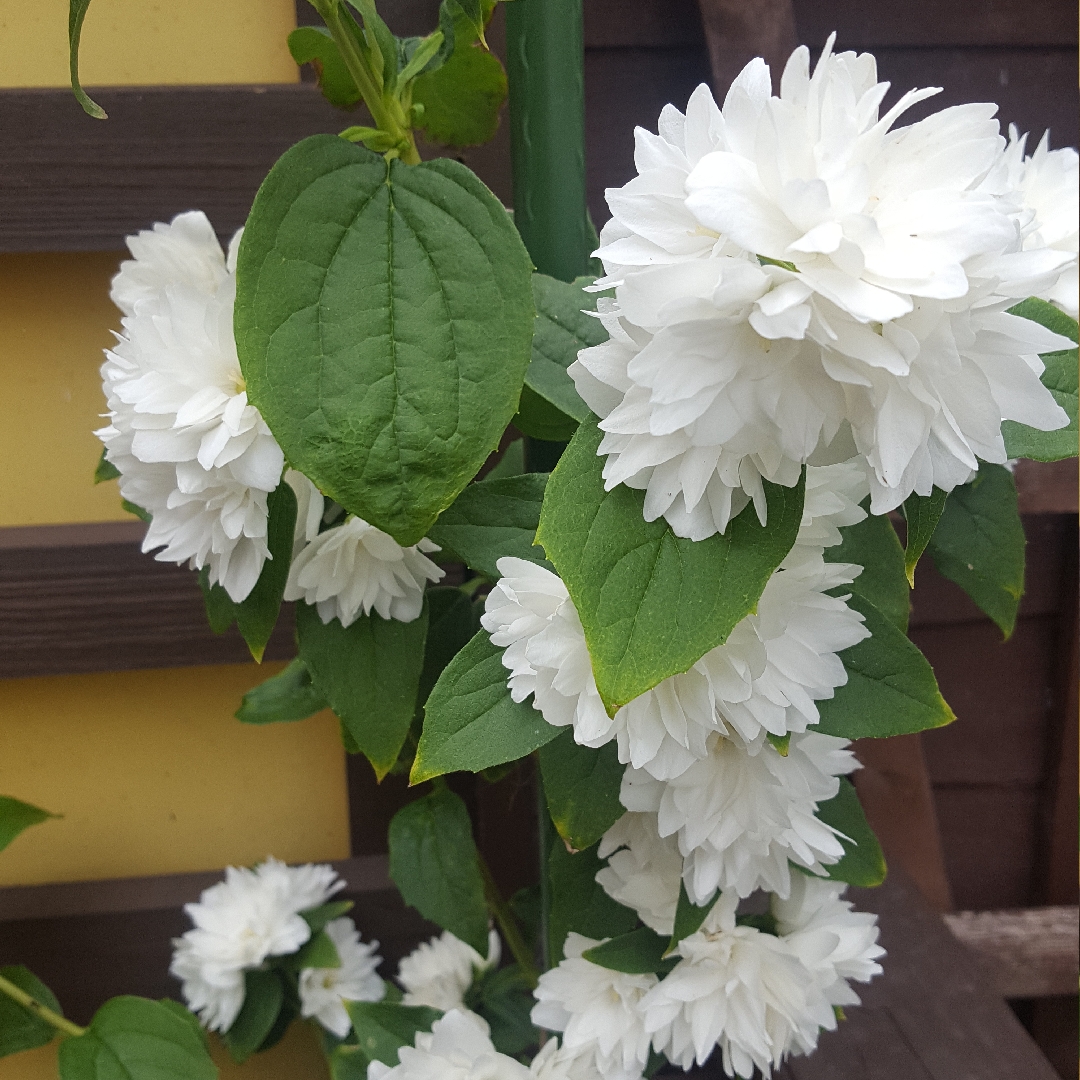Philadelphus Frosty Morn in the GardenTags plant encyclopedia Double-flowered Mock orange Frosty Morn in the GardenTags plant encyclopedia