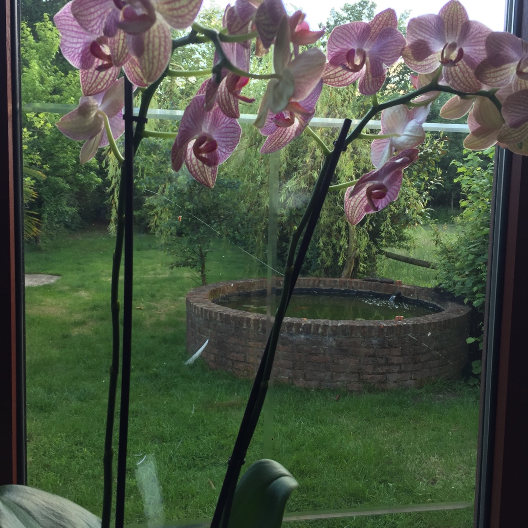 Phalaenopsis grandiflorum Ravello in the GardenTags plant encyclopedia Moth Orchid ravello in the GardenTags plant encyclopedia