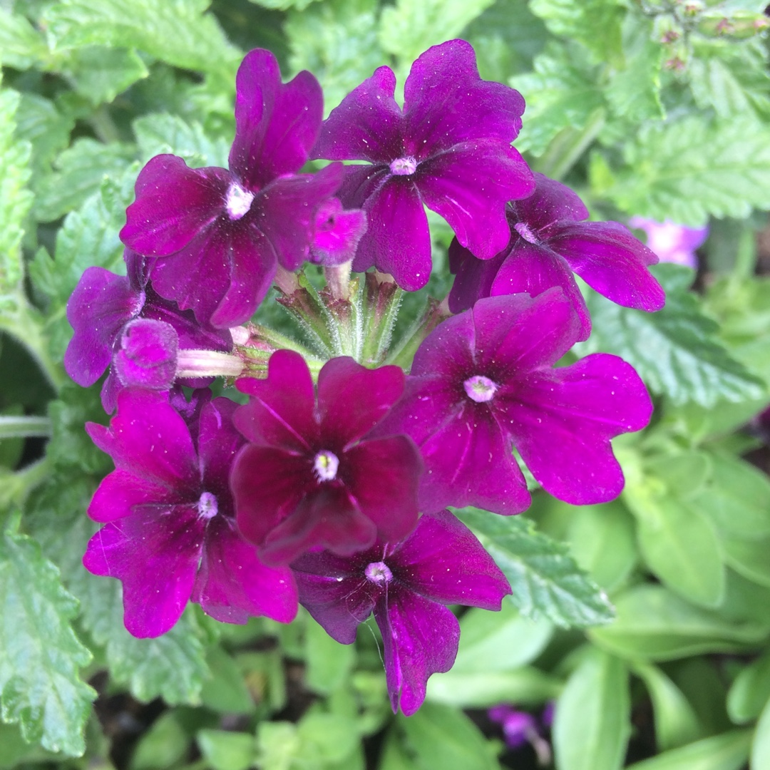 Verbena Empress Flair (Series) in the GardenTags plant encyclopedia Verbena Empress Flair (Series) in the GardenTags plant encyclopedia