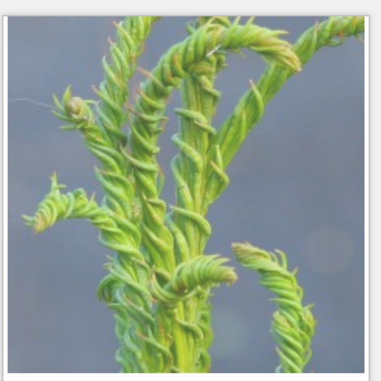 Cryptomeria japonica Rasen in the GardenTags plant encyclopedia Japanese Cedar Rasen in the GardenTags plant encyclopedia