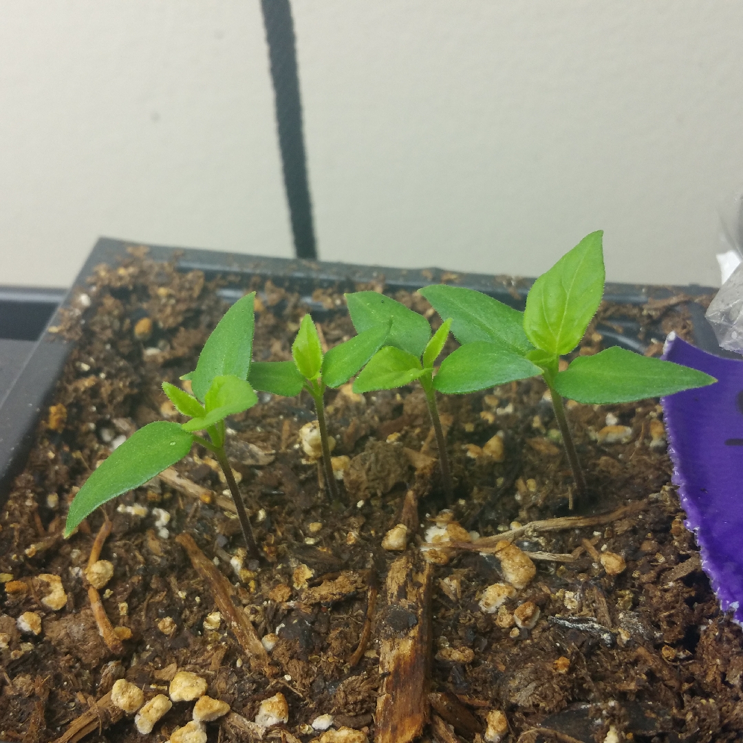 Capsicum Annuum Biquinho in the GardenTags plant encyclopedia Chilli Pepper Biquinho in the GardenTags plant encyclopedia