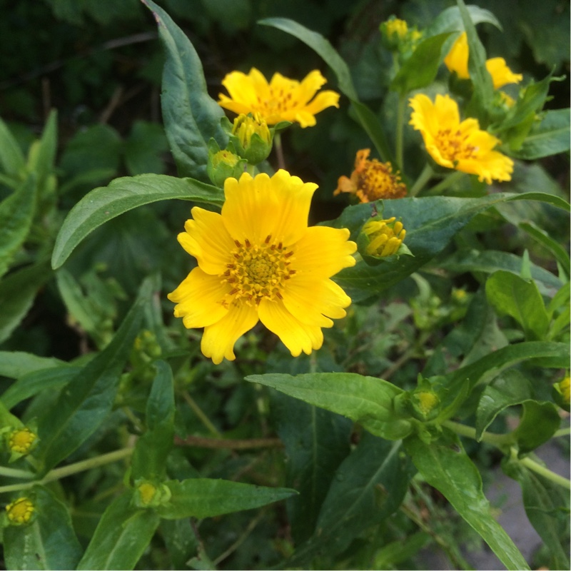 Guizotia abyssinica in the GardenTags plant encyclopedia Niger in the GardenTags plant encyclopedia