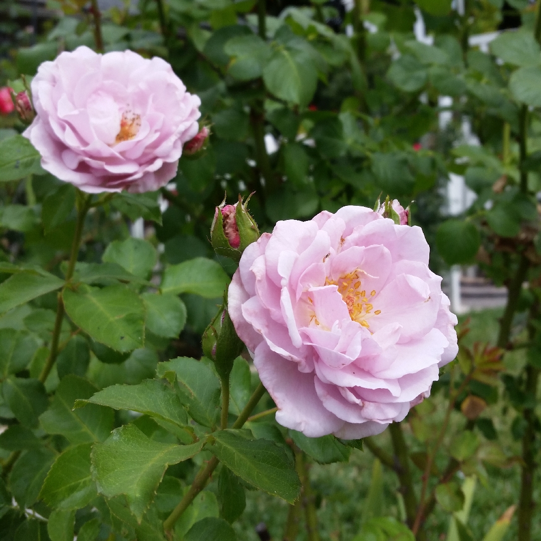 Rosa Fragrant Lavender Simplicity in the GardenTags plant encyclopedia Rose Fragrant Lavender Simplicity in the GardenTags plant encyclopedia