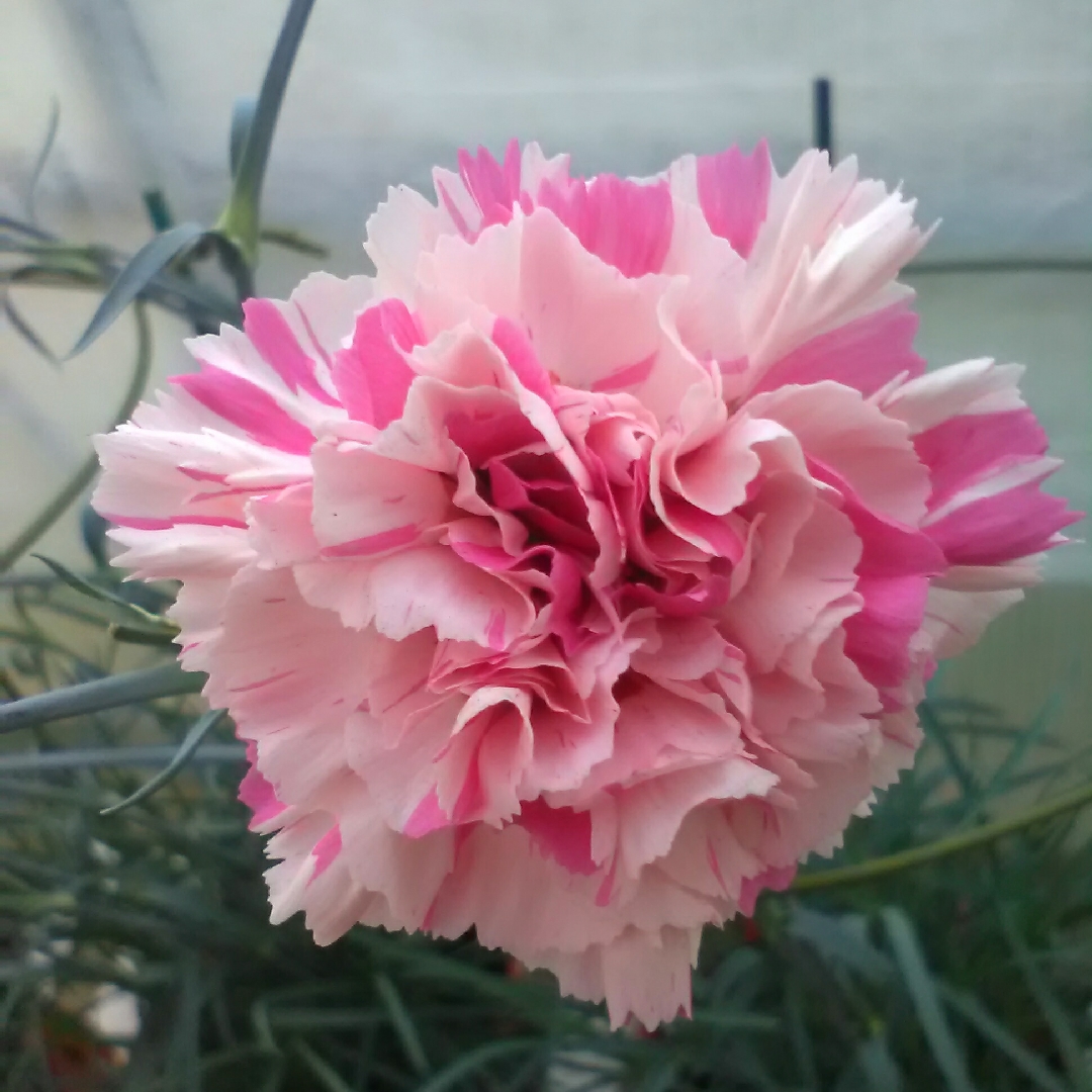 Dianthus Baileys Celebration in the GardenTags plant encyclopedia Pink Baileys Celebration in the GardenTags plant encyclopedia