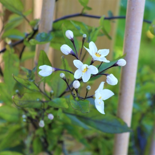 Solanum Jasminum Album in the GardenTags plant encyclopedia Jasmine-scented climber in the GardenTags plant encyclopedia