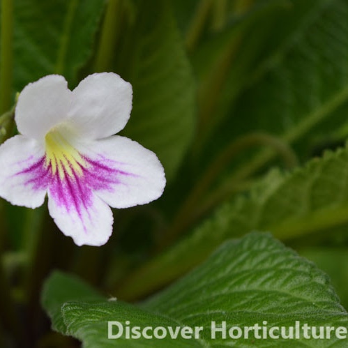 Streptocarpus Myfanwy in the GardenTags plant encyclopedia Cape Primrose Myfanwy in the GardenTags plant encyclopedia