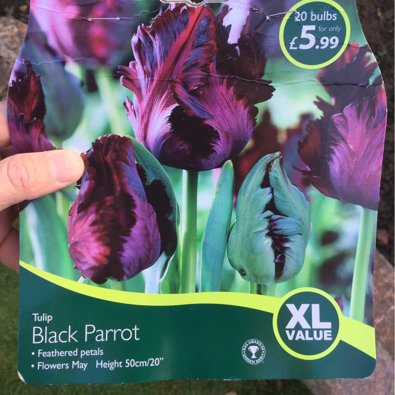 Tulipa Black Parrot in the GardenTags plant encyclopedia Tulip Black Parrot (Parrot) in the GardenTags plant encyclopedia