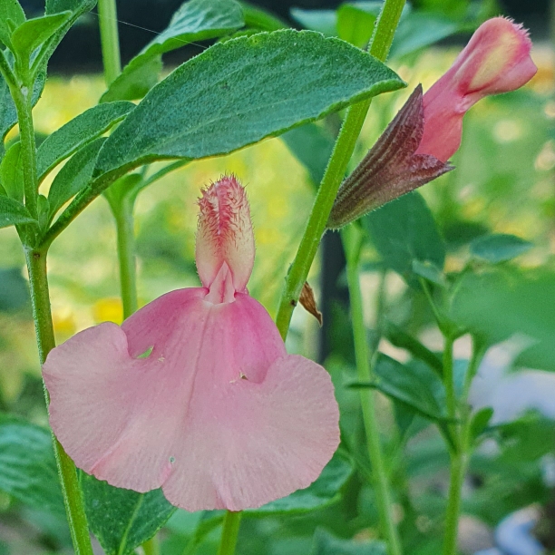 Salvia x jamensis Senorita Leah in the GardenTags plant encyclopedia Salvia Senorita Leah in the GardenTags plant encyclopedia