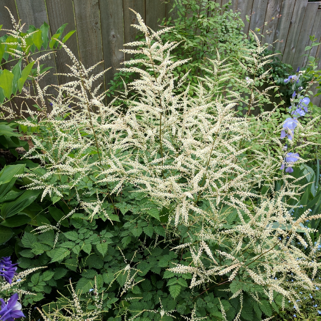 Aruncus Misty Lace in the GardenTags plant encyclopedia Dwarf Goats Beard in the GardenTags plant encyclopedia