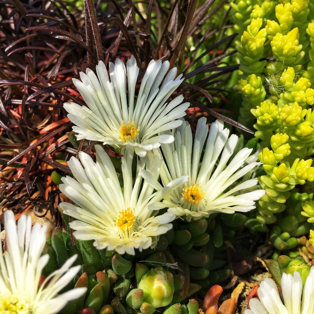 Delosperma cooperi Jewel of Desert Moon Stone (Jewel of Desert Series) in the GardenTags plant encyclopedia Ice Plant Jewel of Desert Moonstone in the GardenTags plant encyclopedia
