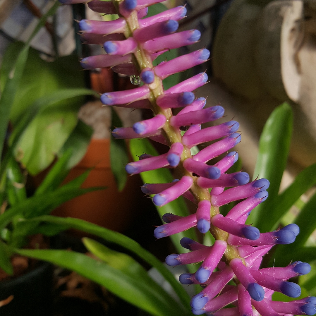 Aechmea gamosepala Lucky Strike in the GardenTags plant encyclopedia Matchstick Bromeliad Lucky Strike in the GardenTags plant encyclopedia