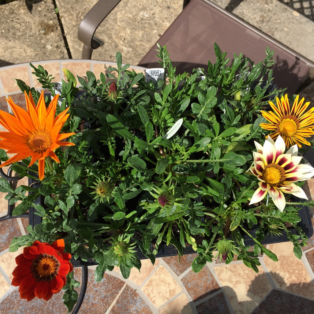Gazania Daybreak Mix in the GardenTags plant encyclopedia Treasure Flower Daybreak Mix in the GardenTags plant encyclopedia