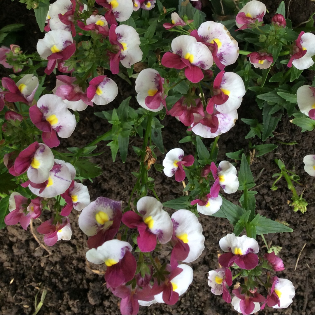 Nemesia Raspberries And Cream in the GardenTags plant encyclopedia Nemesia Raspberries And Cream in the GardenTags plant encyclopedia
