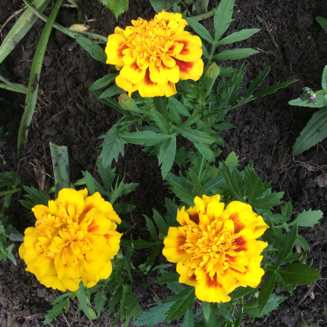 Tagetes patula French Bee in the GardenTags plant encyclopedia French Marigold French Bee in the GardenTags plant encyclopedia