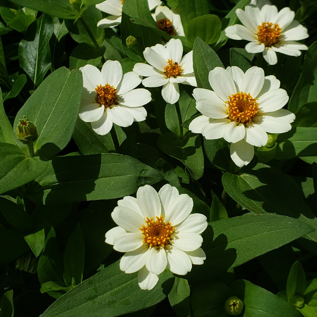 Zinnia Profusion White (Profusion Series) in the GardenTags plant encyclopedia Zinnia Profusion White in the GardenTags plant encyclopedia
