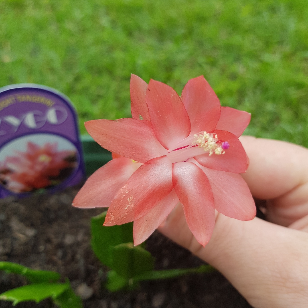 Schlumbergera Twilight Tangerine in the GardenTags plant encyclopedia Zygo Cactus Twilight Tangerine in the GardenTags plant encyclopedia