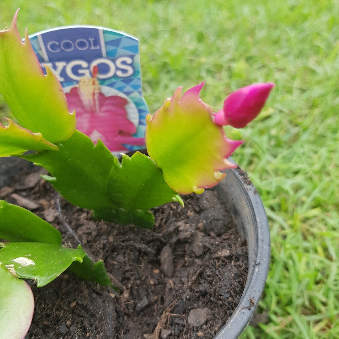 Schlumbergera truncata Carnival in the GardenTags plant encyclopedia Zygocactus Carnival in the GardenTags plant encyclopedia