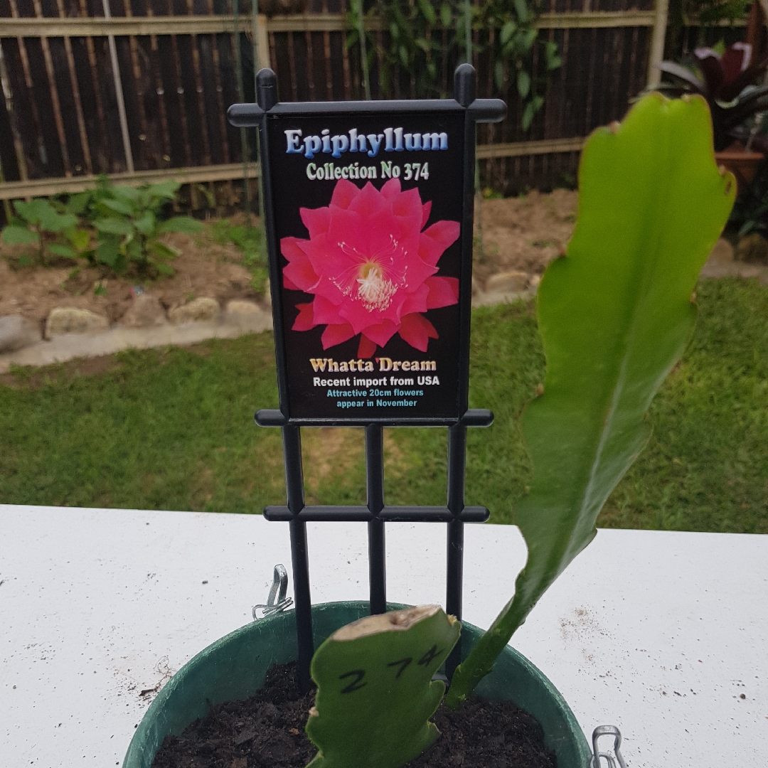 Epiphyllum hy. whatta dream in the GardenTags plant encyclopedia Cactus Orchid Whatta Dream in the GardenTags plant encyclopedia