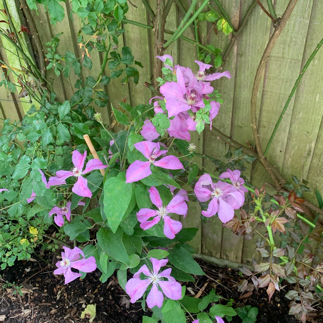Clematis Margaret Hunt in the GardenTags plant encyclopedia Clematis Margaret Hunt in the GardenTags plant encyclopedia