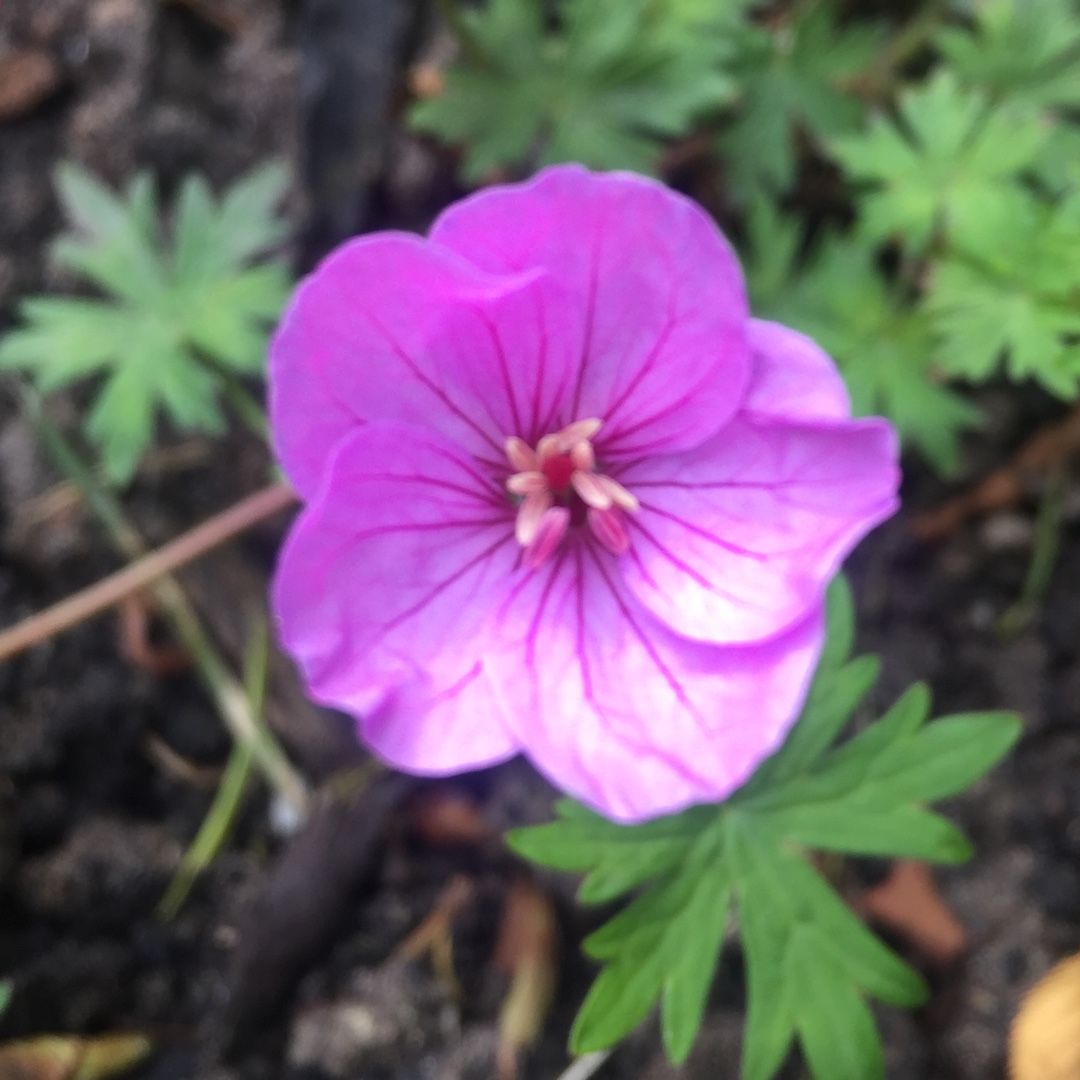 Geranium Light Dilys in the GardenTags plant encyclopedia Geranium Light Dilys in the GardenTags plant encyclopedia
