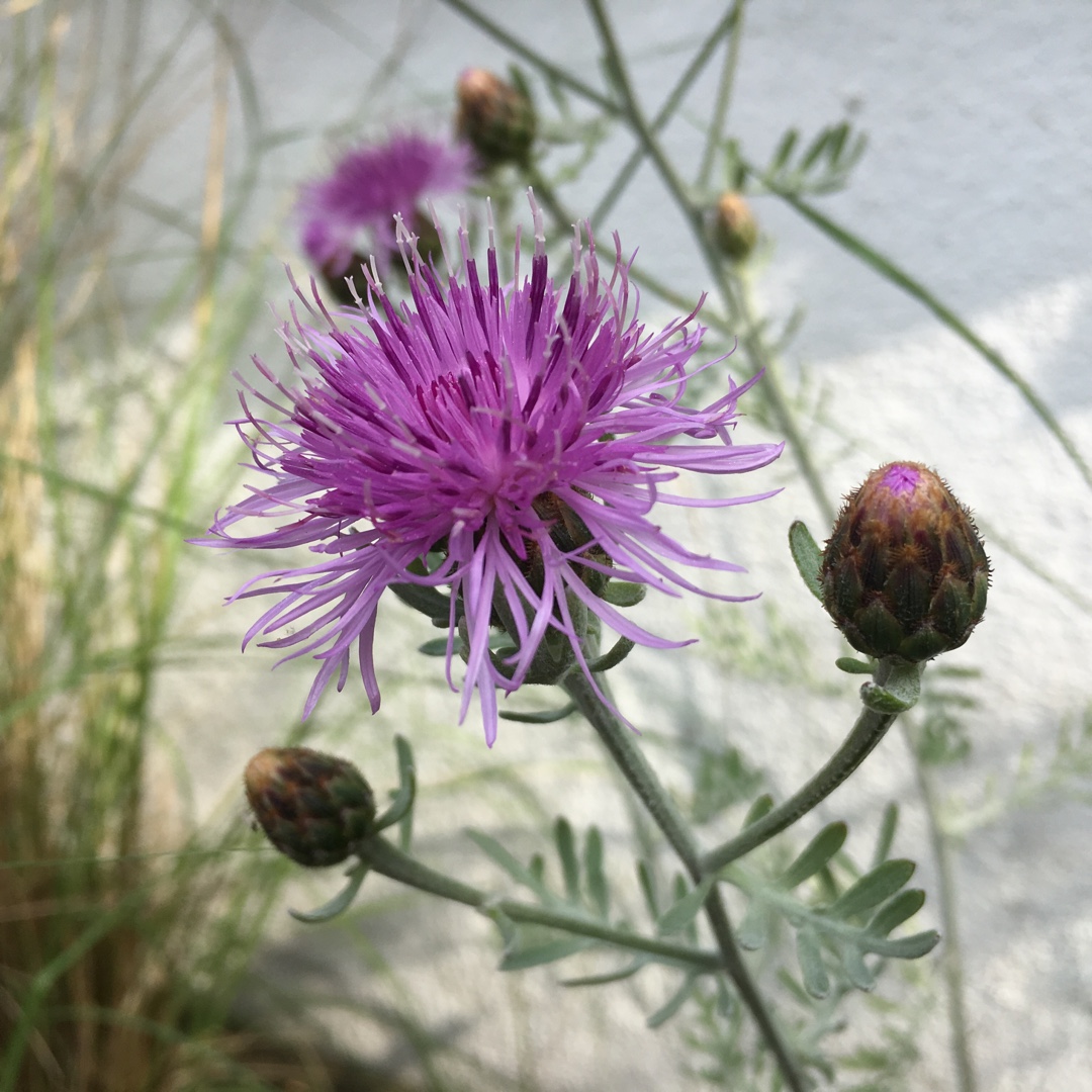 Centaurea Silver Feather in the GardenTags plant encyclopedia Centaurea Silver Feather in the GardenTags plant encyclopedia