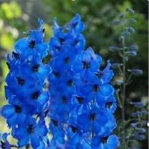 Delphinium elatum Faust in the GardenTags plant encyclopedia Delphinium Faust in the GardenTags plant encyclopedia