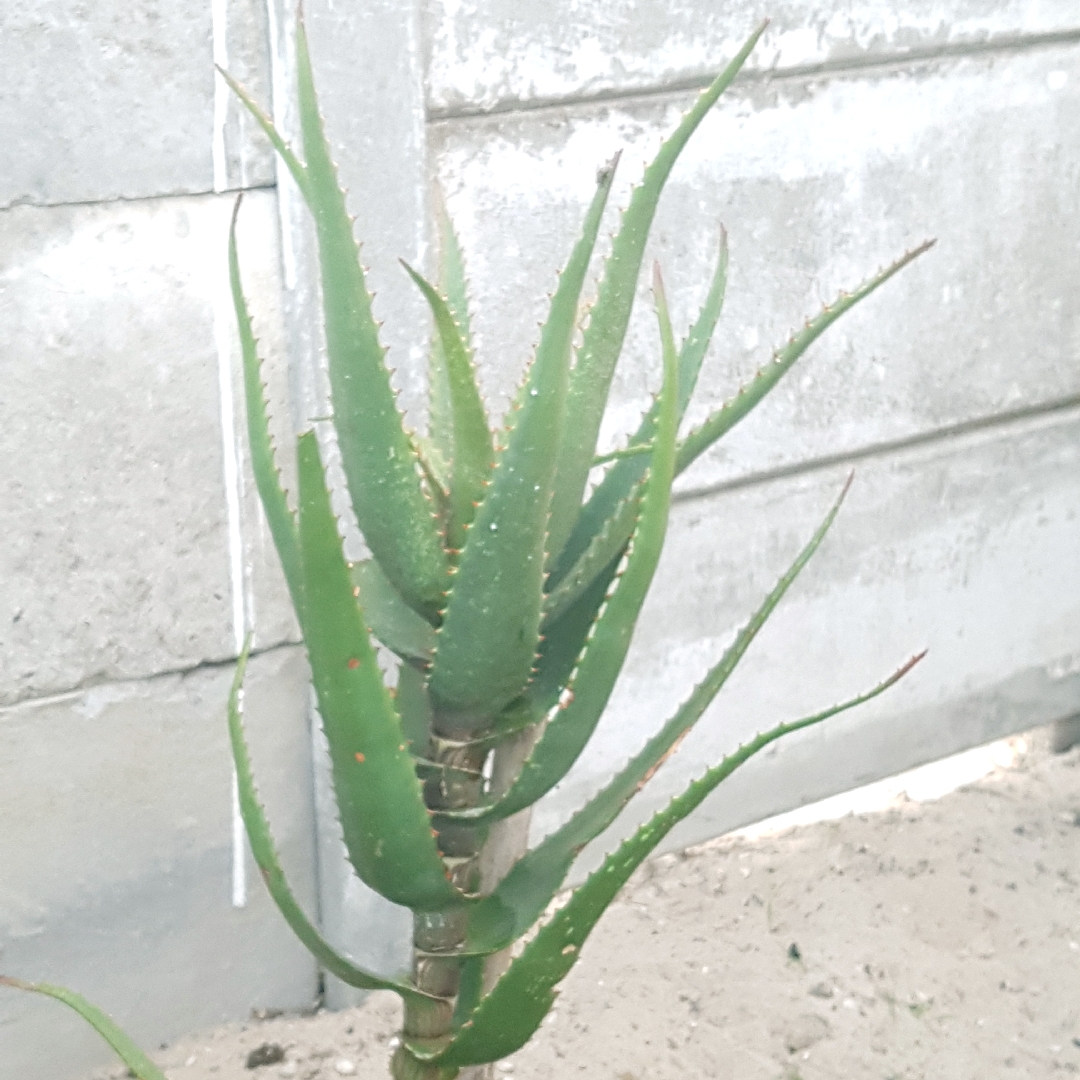 Aloe ferox in the GardenTags plant encyclopedia Bitter Aloe in the GardenTags plant encyclopedia