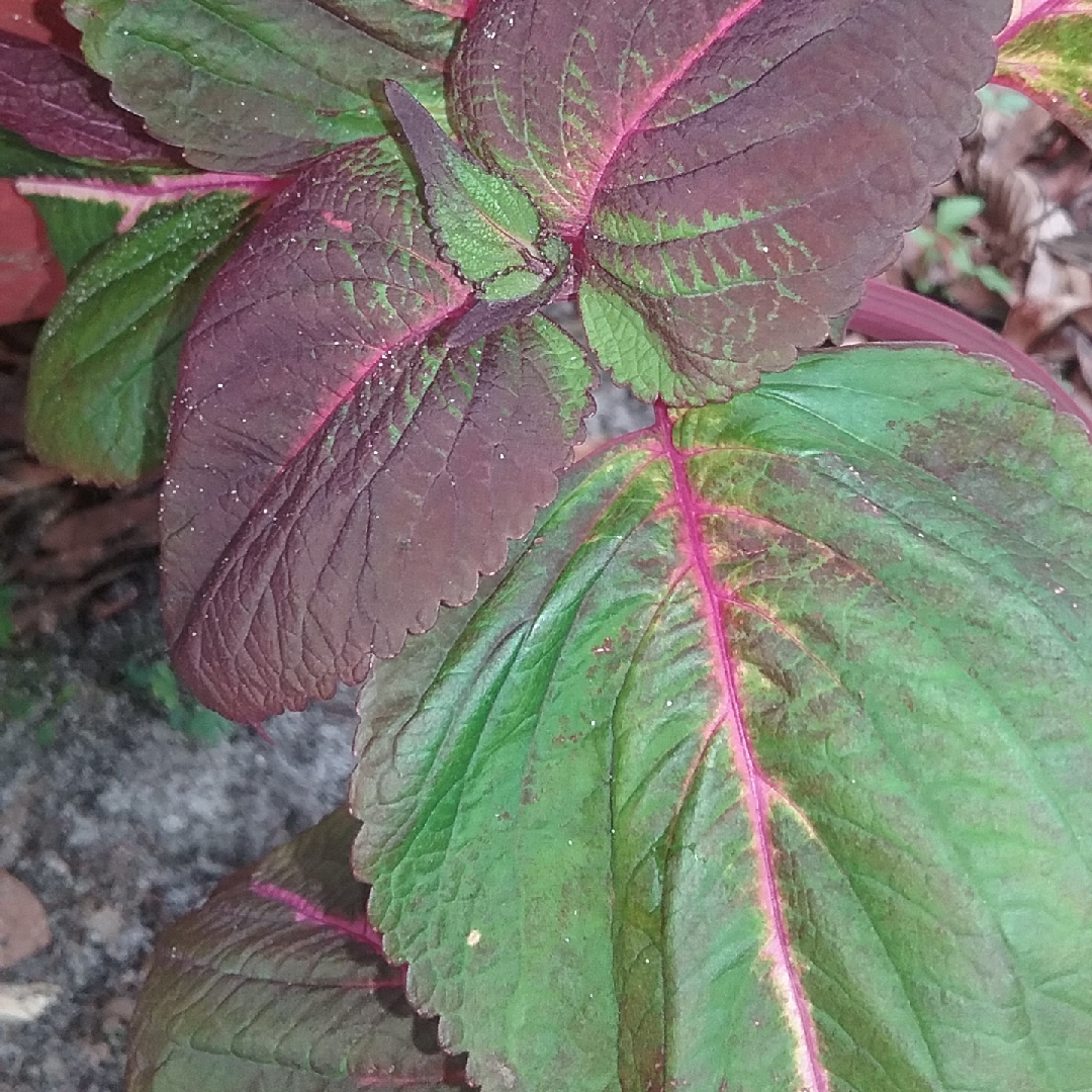Perilla Magilla in the GardenTags plant encyclopedia Manilla Shiso ; Purple Shiso in the GardenTags plant encyclopedia