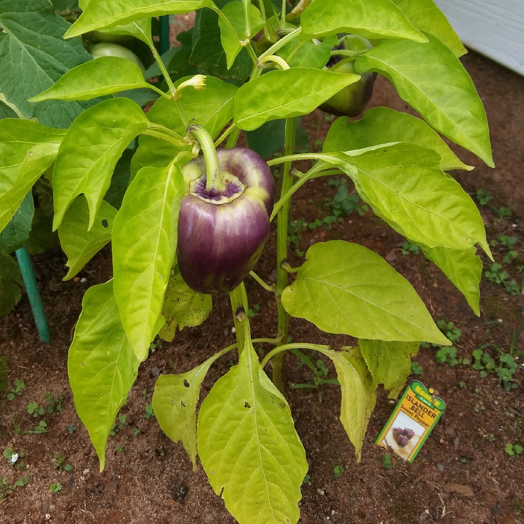 Capsicum annuum var. annuum Islander in the GardenTags plant encyclopedia Sweet Bell pepper Islander in the GardenTags plant encyclopedia