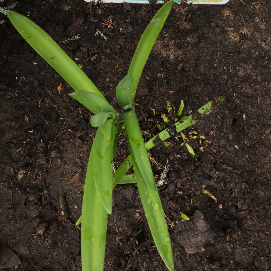 Agapanthus Intermedia in the GardenTags plant encyclopedia African Lily Intermedia in the GardenTags plant encyclopedia
