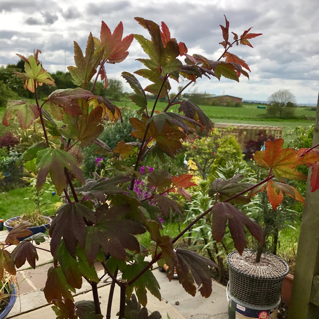 Acer circinatum Burgundy Jewel in the GardenTags plant encyclopedia Acer Burgundy Jewel in the GardenTags plant encyclopedia
