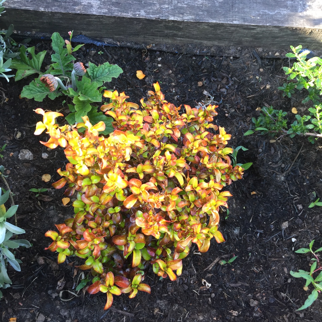 Mirror plant Pina Colada in the GardenTags plant encyclopedia