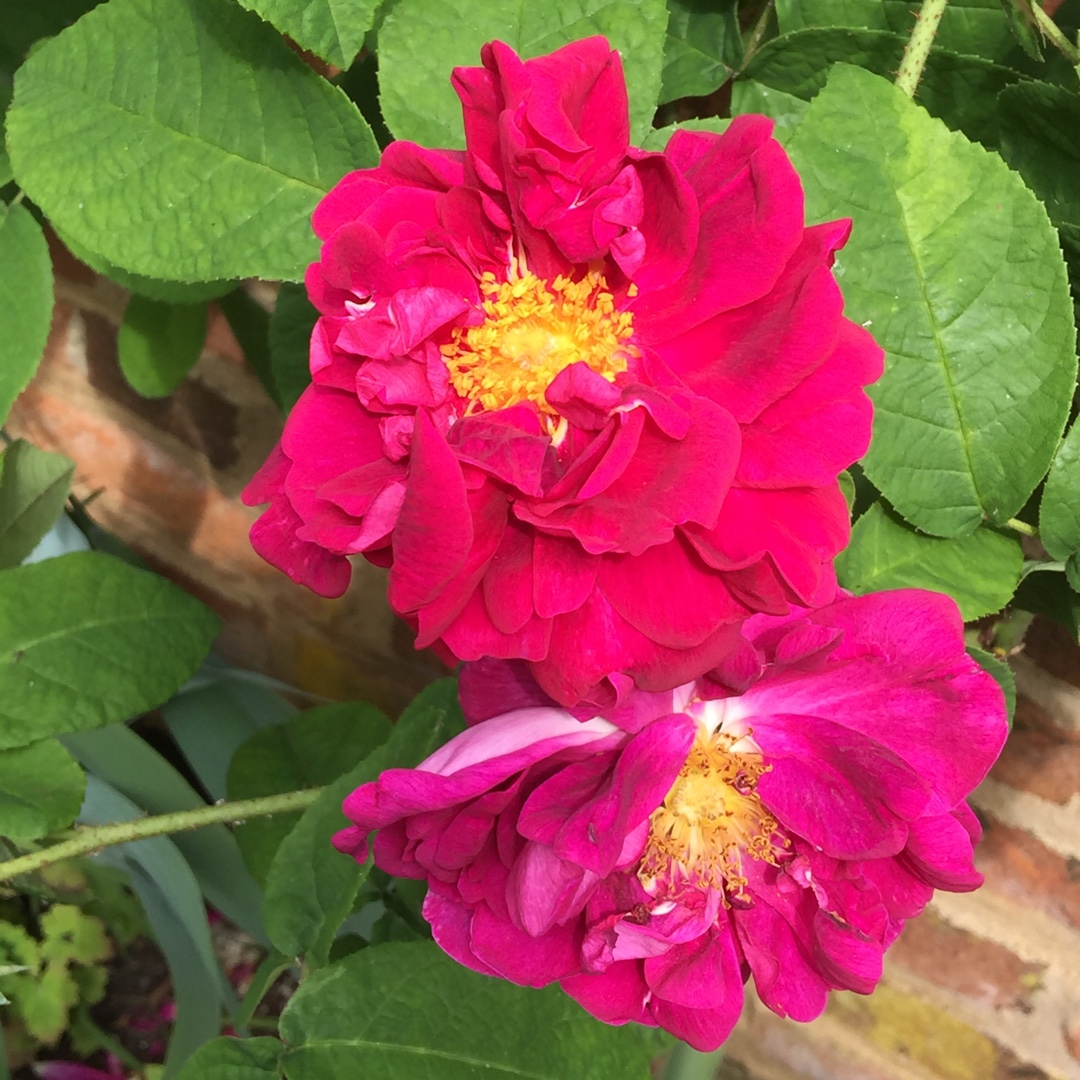 Old Rose Conditorum in the GardenTags plant encyclopedia