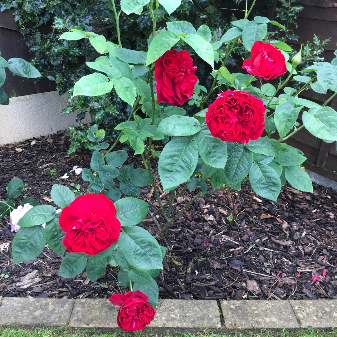 Rosa L. D. Braithwaite in the GardenTags plant encyclopedia Rose L. D. Braithwaite in the GardenTags plant encyclopedia