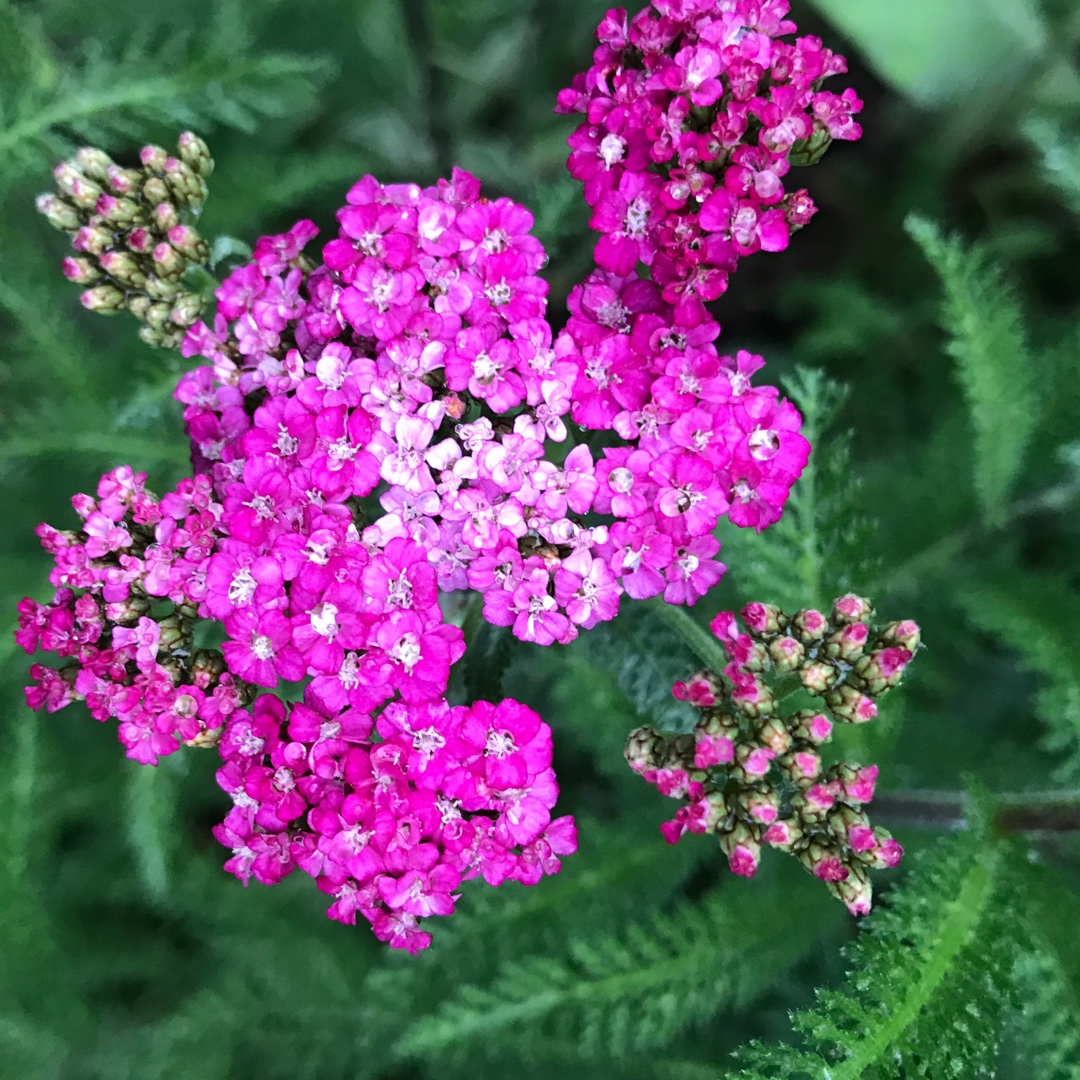 Achillea millefolium Flowerburst Red Shades F2 (Mix) in the GardenTags plant encyclopedia Common Yarrow Flowerburst Red Shades F2 (Mix) in the GardenTags plant encyclopedia