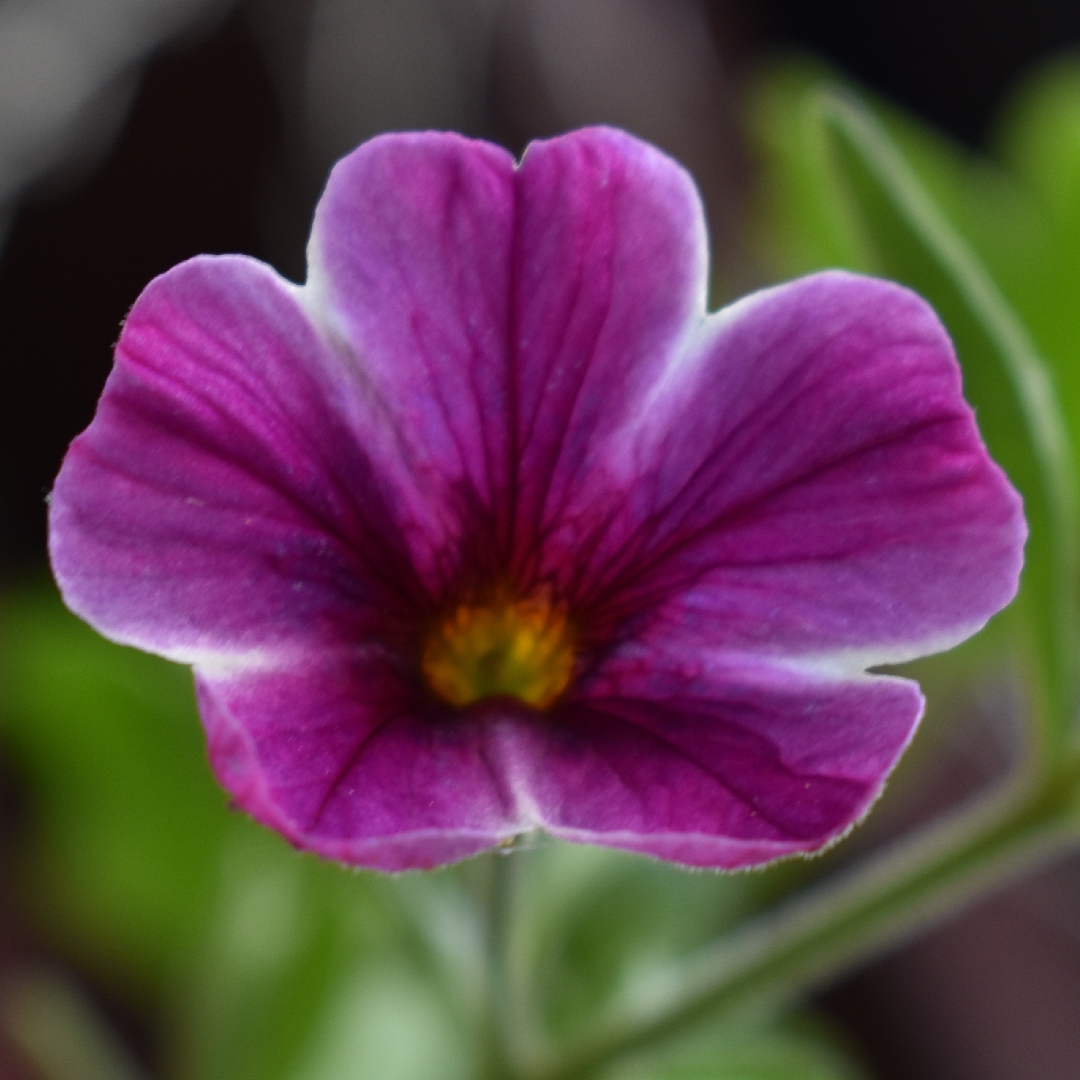 Calibrachoa Can Can Hot Pink Star in the GardenTags plant encyclopedia Million Bells Can Can Hot Pink Star in the GardenTags plant encyclopedia